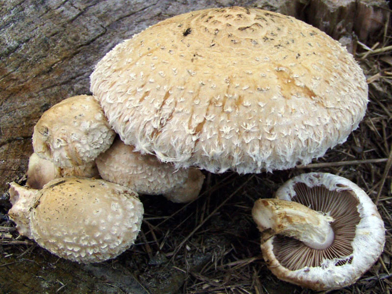 Pholiota populnea